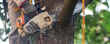 Best Pest Control for Lawns  in Rothschild, WI