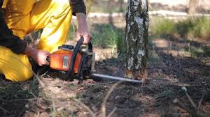 How Our Tree Care Process Works  in  Rothschild, WI