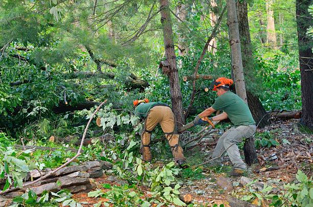 Best Tree Health Inspection  in Rothschild, WI