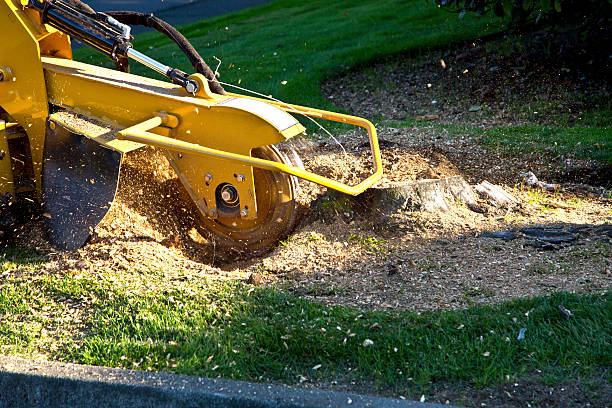 Best Lawn Mowing  in Rothschild, WI